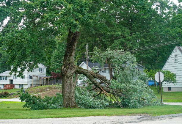 Why Choose Our Tree Removal Services in Maryland Heights, MO?