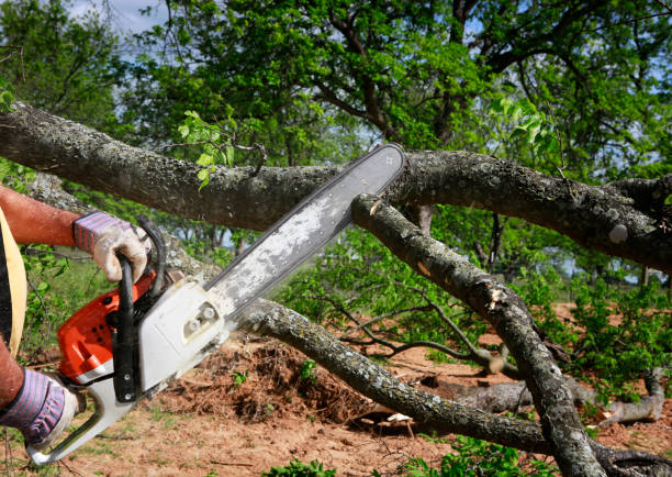 Professional  Tree Services in Maryland Heights, MO