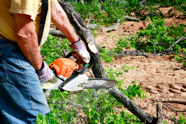 Best Hazardous Tree Removal  in Maryland Heights, MO